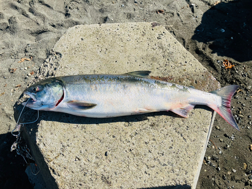 サケの釣果