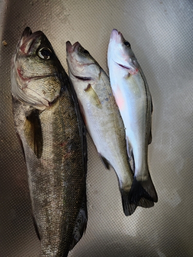 シーバスの釣果