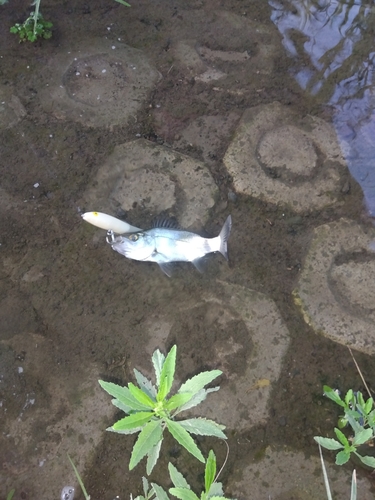 セイゴ（ヒラスズキ）の釣果