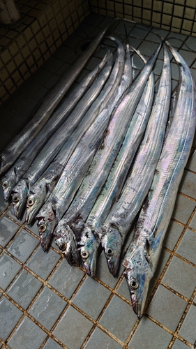 タチウオの釣果