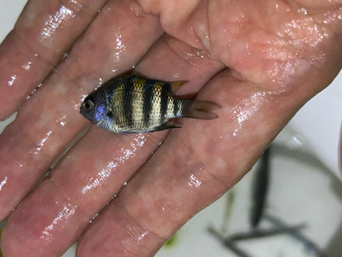 オヤビッチャの釣果