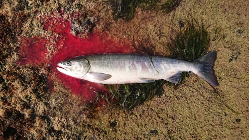 アキアジの釣果