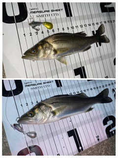シーバスの釣果