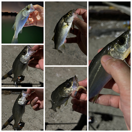 シーバスの釣果