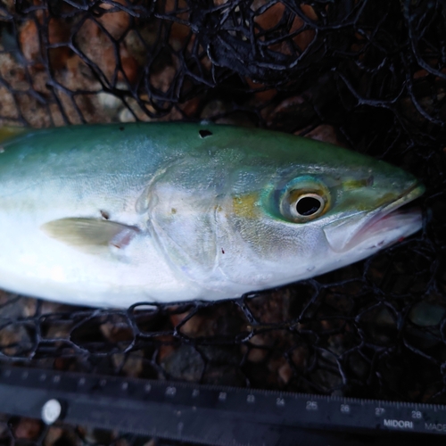 ツバイソの釣果