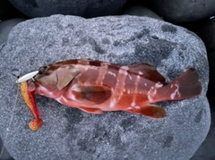 アカハタの釣果