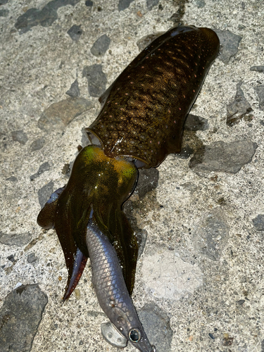 アオリイカの釣果