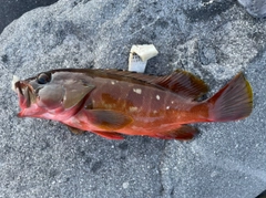 アカハタの釣果