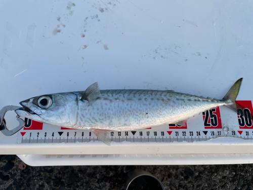 ゴマサバの釣果