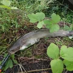 マナマズの釣果