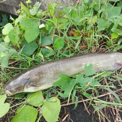 マナマズの釣果