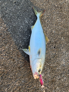 ツバスの釣果