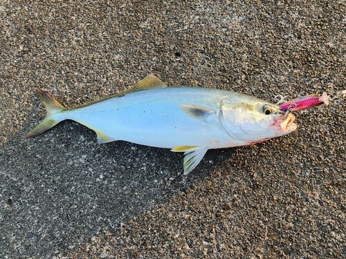 ツバスの釣果