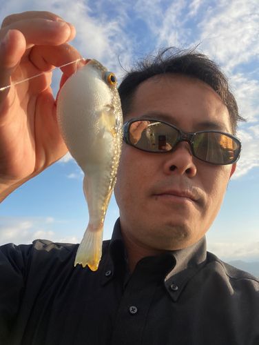 クサフグの釣果