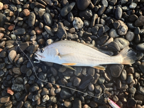 ニベの釣果