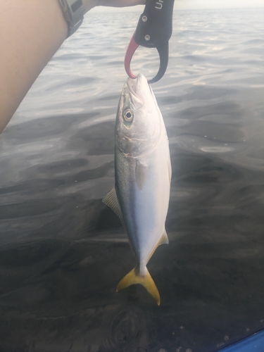 ワカシの釣果