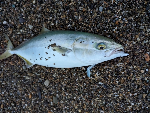 ワカシの釣果