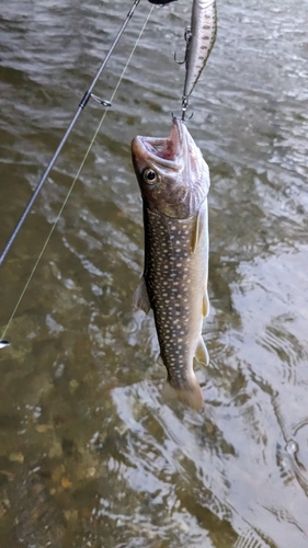 イワナの釣果