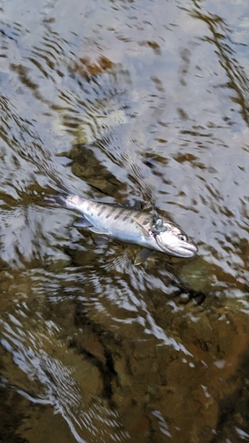 イワナの釣果