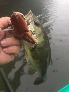 ラージマウスバスの釣果