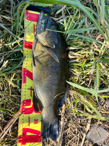 スモールマウスバスの釣果