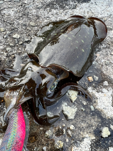 アオリイカの釣果