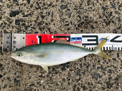 ヤズの釣果