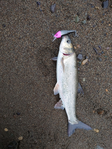 ウグイの釣果