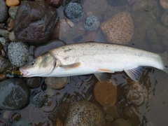 ウグイの釣果