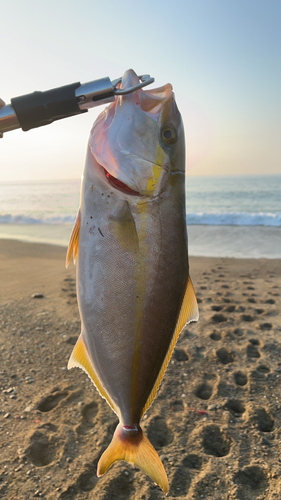 ショゴの釣果