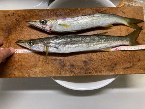 カマスの釣果