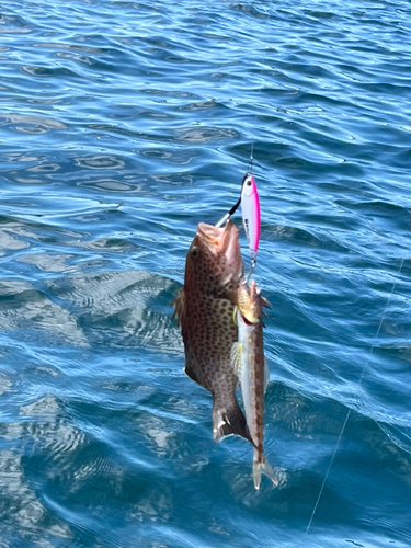 オオモンハタの釣果