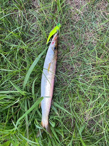 カマスの釣果