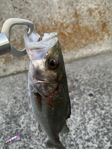 セイゴ（マルスズキ）の釣果