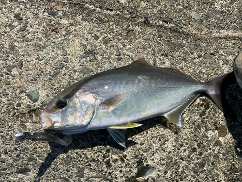 ショゴの釣果