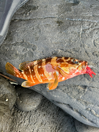 アカハタの釣果