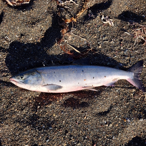 シロザケの釣果