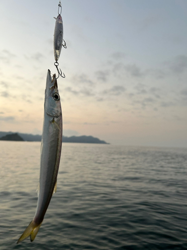 カマスの釣果