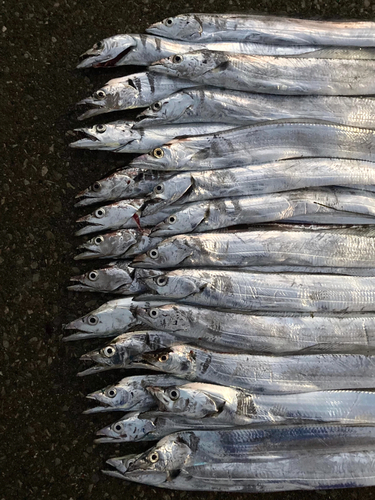 タチウオの釣果