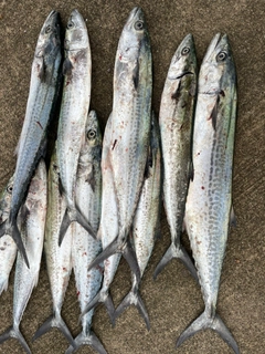 サワラの釣果