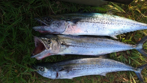 サゴシの釣果