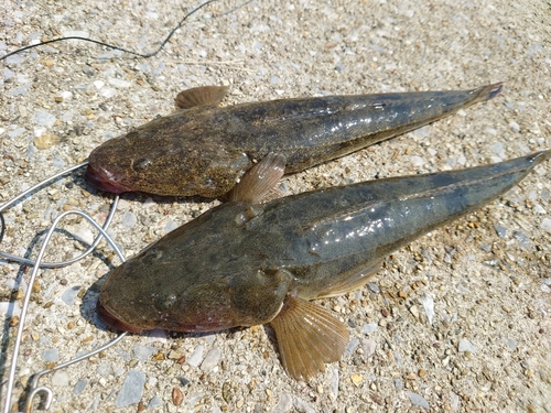 マゴチの釣果