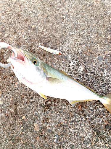 ツバスの釣果