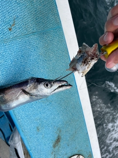 タチウオの釣果