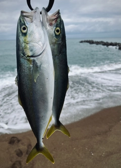 ツバスの釣果