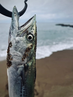 サゴシの釣果