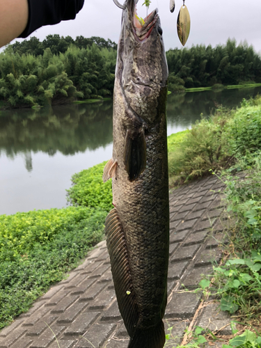 ライギョの釣果