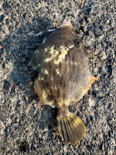 カワハギの釣果