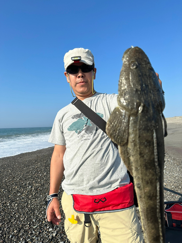 コチの釣果