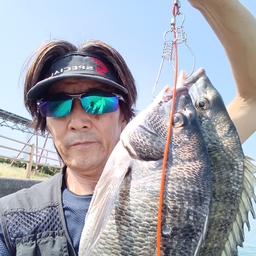 クロダイ